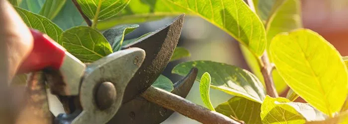 Pruning-and-Tree-Care