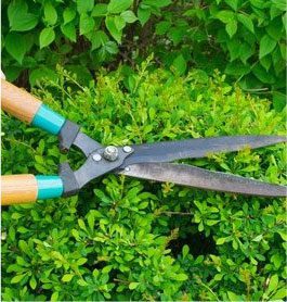 Lawn care services in QLD