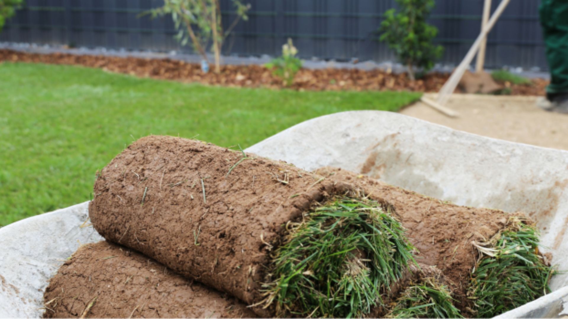 Lush Lawn this Summer