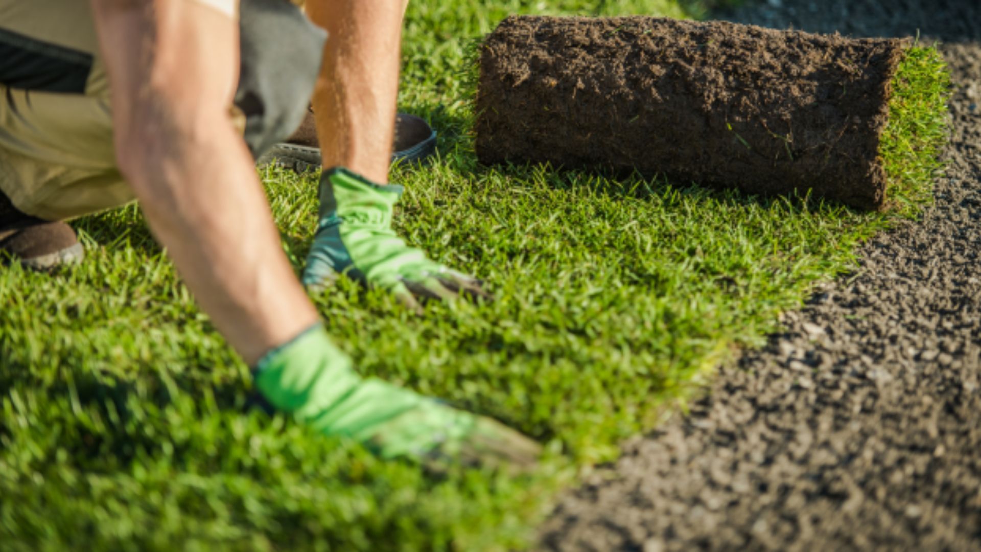 Lush Lawn this Summer