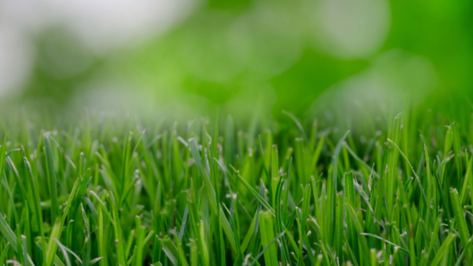 Lush Lawn this Summer