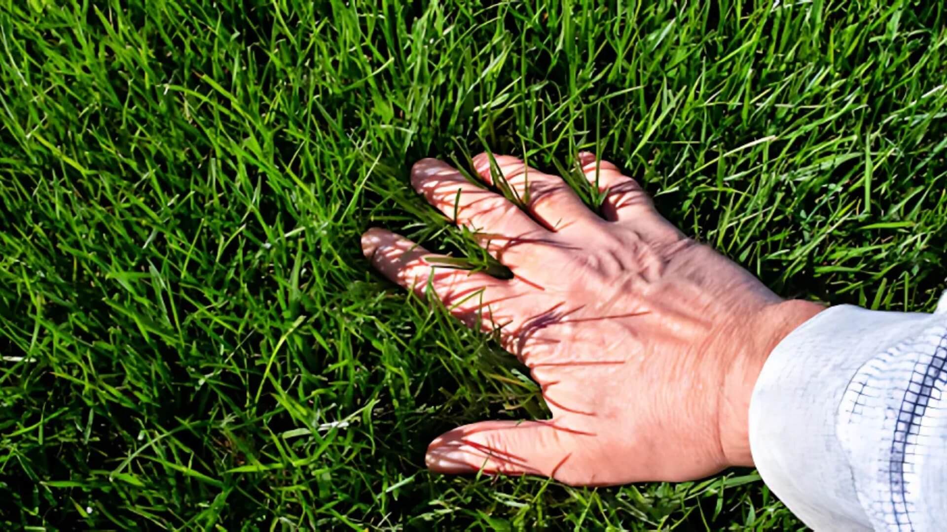 Healthier, Greener Yard