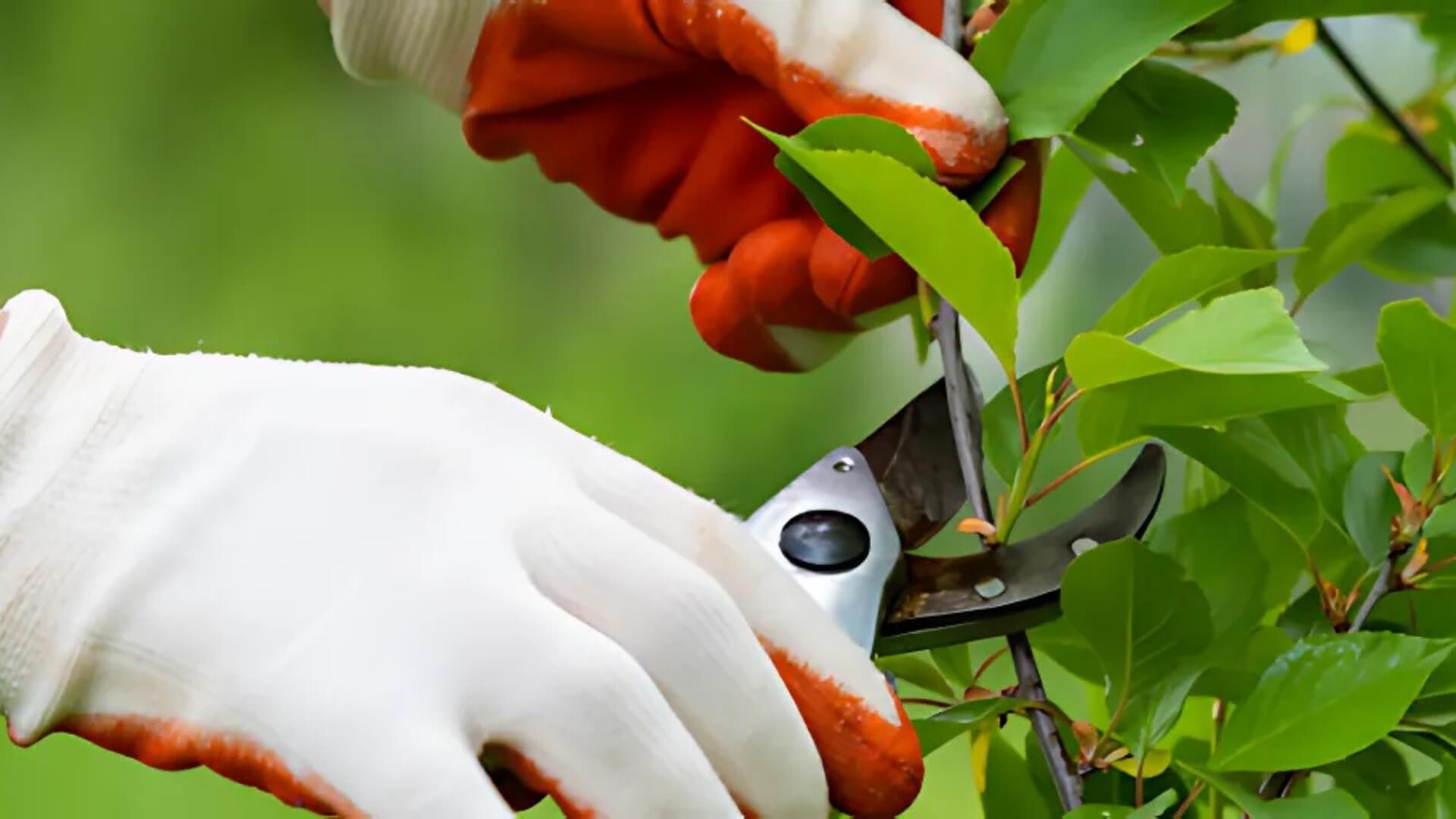 Healthier Landscape