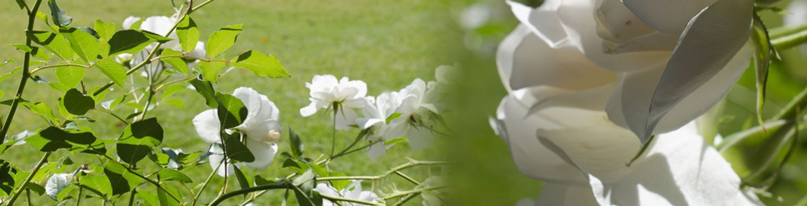 Fox Mowing QLD Commercial Garden Maintenance Services in Brisbane, QLD