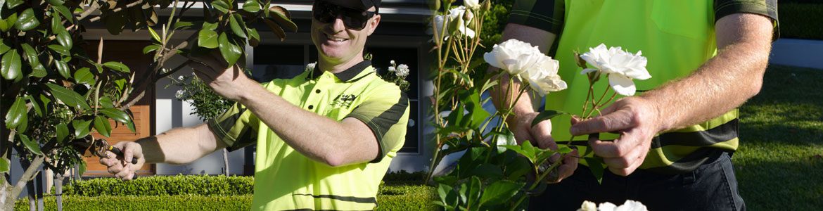 Fox Mowing QLD Hedging & Pruning Services in Brisbane, QLD